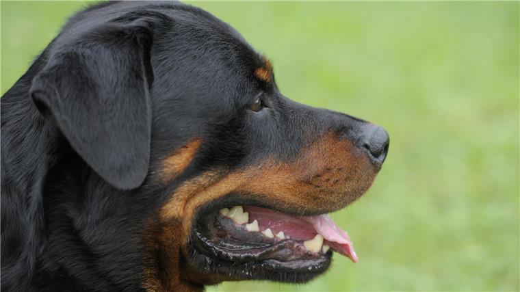 Nach Hundeangriff auf Mädchen in Bremen: Grüne fordern zusätzliche Chip-Pflicht Die Bremer Grünen fordern eine Chip-Pflicht, wie es sie bereits in anderen Bundesländern gibt. Sie ermögliche einen besseren Überblick über den Bestand gehaltener Hunde und eine leichtere Identifizierung entlaufender Tiere.