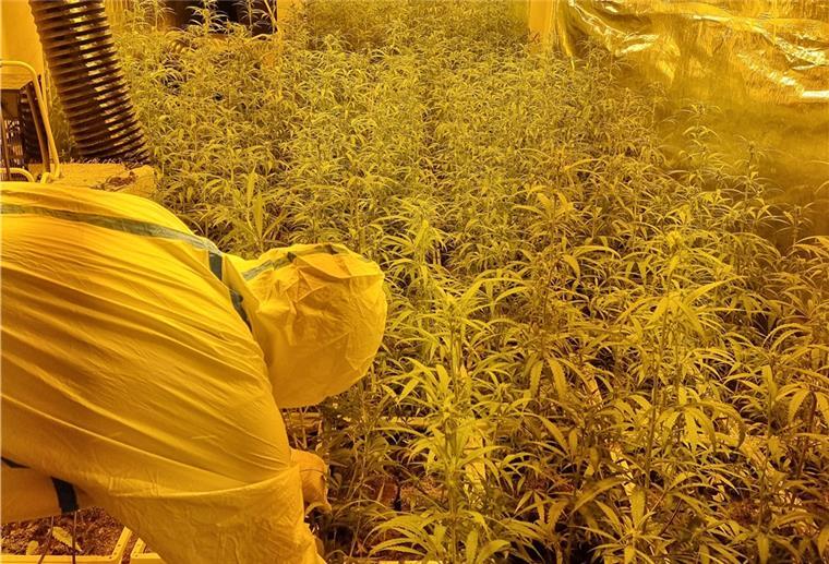 Bremer Polizei stellt 2000 Marihuana-Pflanzen sicher Polizei entdeckt Marihuana-Plantage