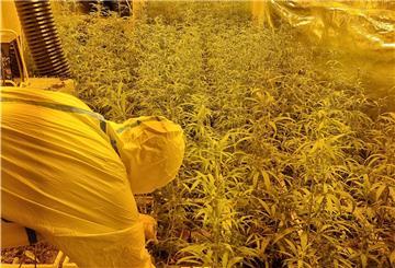 Polizei entdeckt Marihuana-Plantage