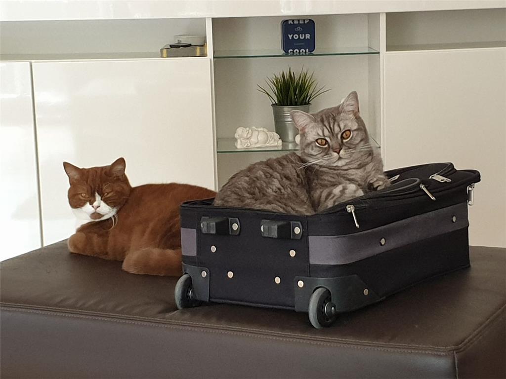 Die British-Kurzhaarkatzen Slinky und Hugo versüßen Daniela Geisler aus Nordenha...