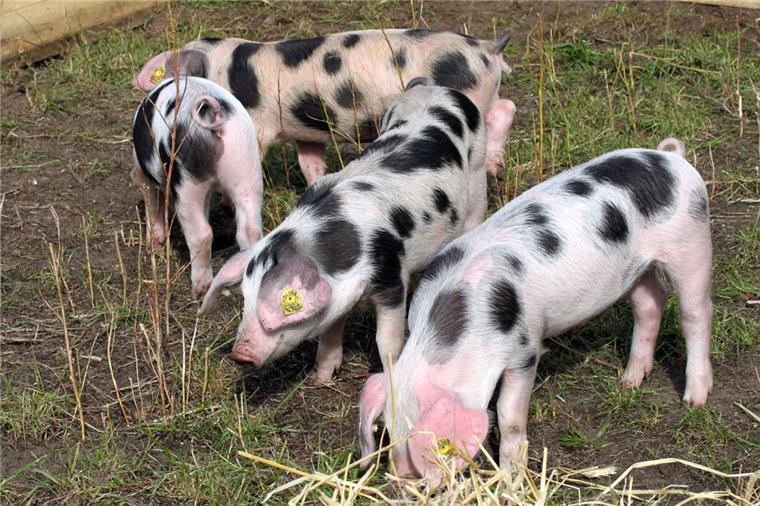 "Gartendelikatessen" in Wilstedt schmecken Tausenden Die Bunten Bentheimer-Schweine ließen sich vom Trubel beim Herbsfest "Gartendelikatessen" in Wilstedt nicht stören.