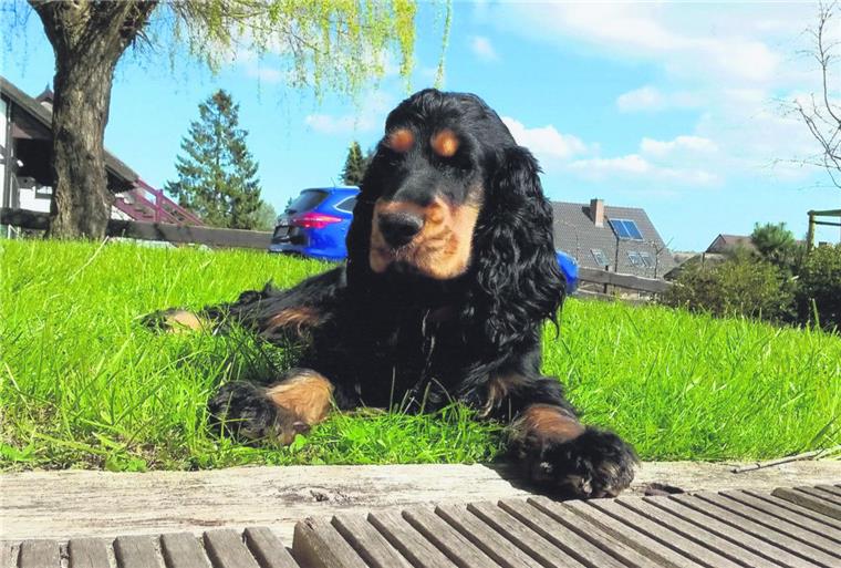 Giftköder in Spaden? Hundebesitzer in Sorge Die Cocker-Spaniel-Dame Paula starb an den Folgen einer Vergiftung. Nach Informationen der NORDSEE-ZEITUNG soll es in Spaden weitere ähnliche Fälle gegeben haben.