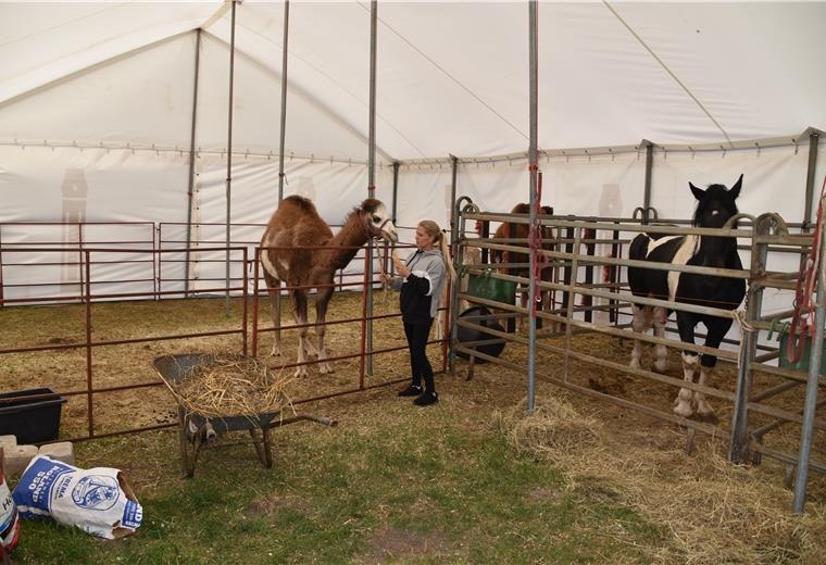 Zirkus muss weiterhin in Kleinensiel ausharren Die Corona-Zeit macht Artistin Lavinia Renz nachdenklich. Sie sorgt sich um ihre Kollegen und die Tiere.