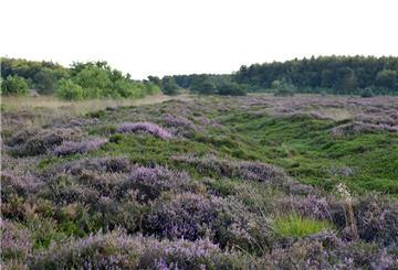 Die Cuxhavener Küstenheide soll erhalten bleiben.