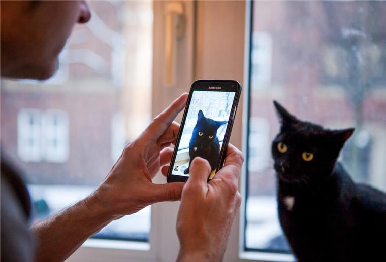 Umfrage: Mehr als jede zehnte Katze hat Social-Media-Account Ein Mann fotografiert seine Katze