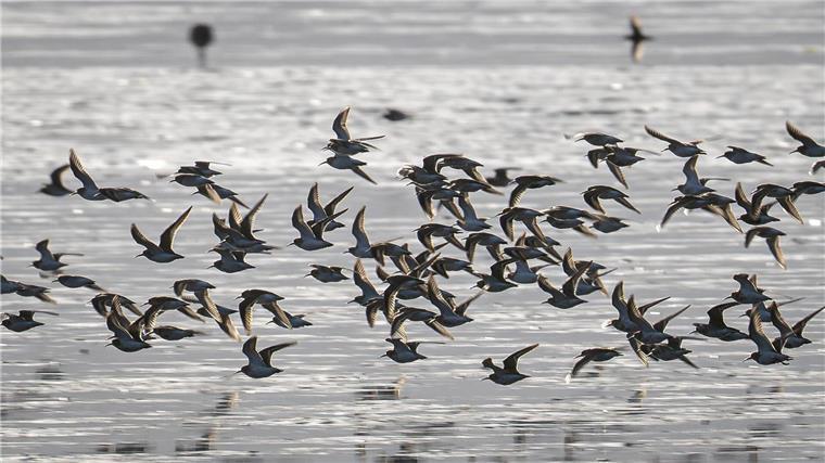 Nationalpark Wattenmeer lädt zur Zugvogel-Beobachtung ein Die diesjährigen Zugvogeltage bieten wieder zahlreiche Beobachtungsmöglichkeiten an der niedersächsischen Küste. (Archivbild)