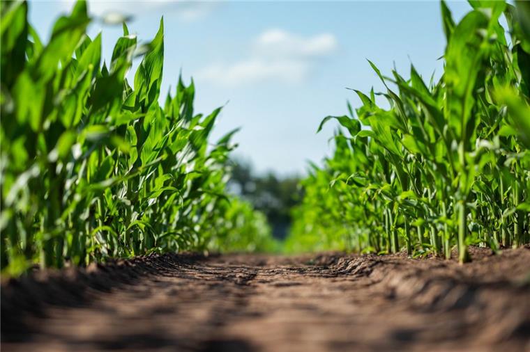 Neue Verordnung: Deshalb ist Gülle Fluch und Segen Die Düngeverordnung schreibt vor, dass der Landwirt nur so viel Nährstoff ausbringen darf, wie die Pflanze bis zur Ernte aufnehmen kann. Das gilt auch für Mais.