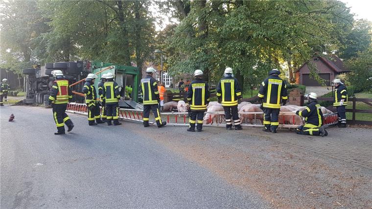 Nach Unglück mit Transporter: Schweine in Quarantäne Die Einsatzkräfte der Feuerwehr konnten die entlaufenden Schweine schnell einfangen. Nur wenige Tiere kamen bei dem Unfall ums Leben.