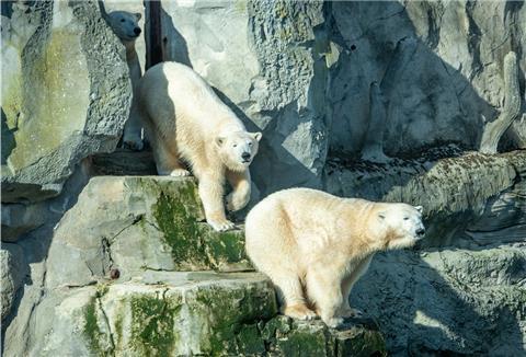 Die Eisbären Anna und Elsa sind auch ohne Lloyd glücklich.
