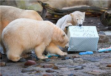 Die Eisbären-Ladies Anna und Elsa feiern mit Mutter Valeska ihren ersten Geburtstag im Zoo am Meer.