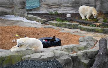Die Eisbären Lloyd (vorne) und Valeska im Zoo am Meer in Bremerhaven. 