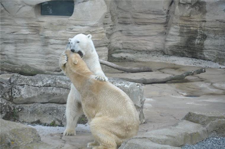 Dem Eisbärenbaby wird absolute Ruhe verordnet Die Eisbären Valska und lloyd im Zoo am Meer in Bremerhaven
