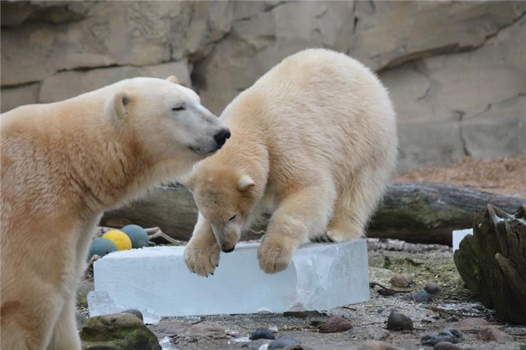 Die Eisbärinnen Lili und Valeska widmen sich gleich den Eisblocks.