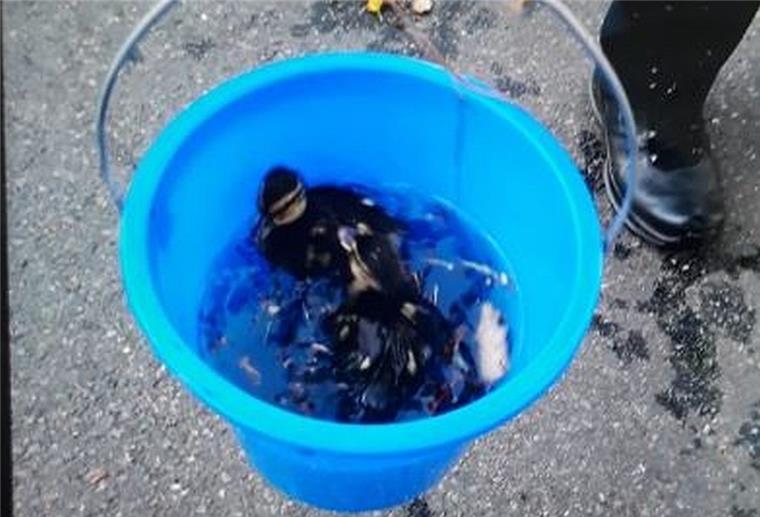 Die Enten landen nach der Bergungsaktion in  Celle sicher im Eimer.