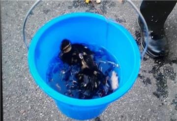 Die Enten landen nach der Bergungsaktion in  Celle sicher im Eimer.