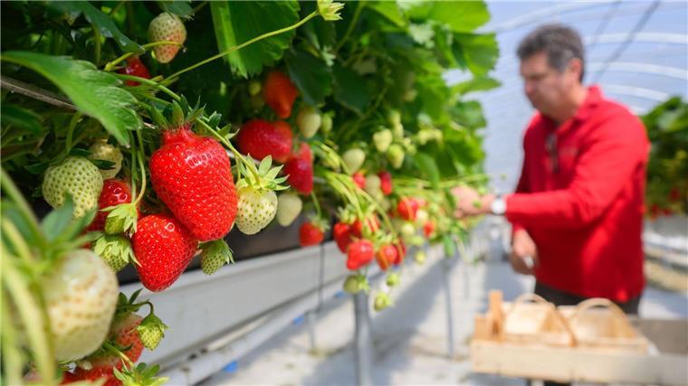 Erdbeerernte läuft an - Früchte in „Top-Qualität“ erwartet Die Erdbeerernte im geschützten Anbau hat in Niedersachsen schon vor einigen Tagen begonnen.