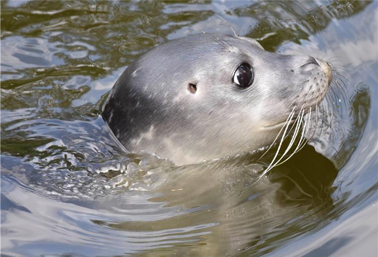 Zoo Osnabrück eröffnet im Sommer Nordsee-Erlebniswelt Ein Seehund blickt aus dem Wasser.