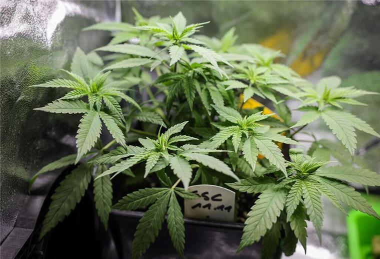 Die ersten Cannabis-Anbauvereinigungen in Niedersachsen sind an den Start gegangen Die ersten Anbauvereinigungen sind an den Start gegangen.