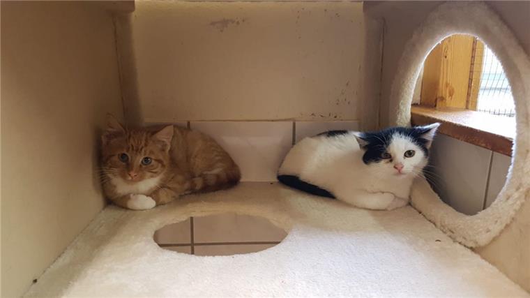Die ersten beiden Katzen, die der Tierschutzverein Cuxhaven in Flögeln gefunden hat, kamen gleich ins Tierasyl nach Wittstedt. Die dritte Katze wird ihnen folgen. 
