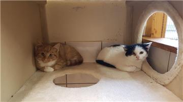 Die ersten beiden Katzen, die der Tierschutzverein Cuxhaven in Flögeln gefunden hat, kamen gleich ins Tierasyl nach Wittstedt. Die dritte Katze wird ihnen folgen. 