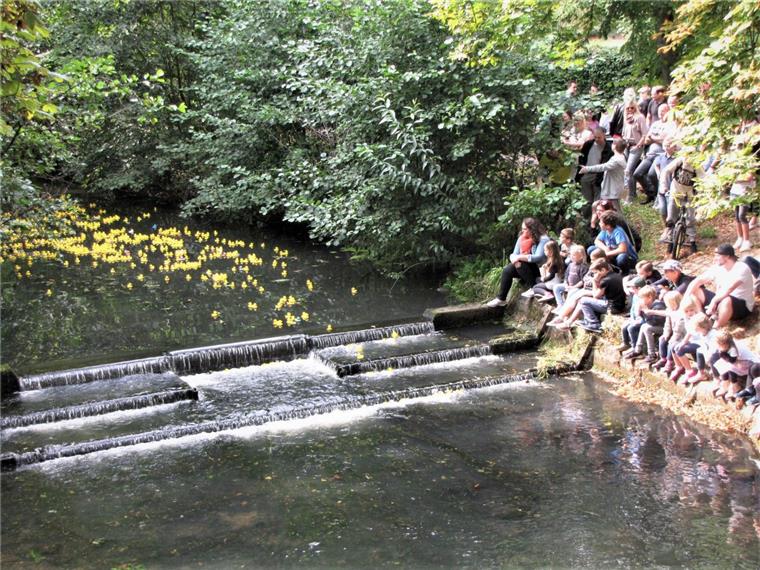 Zeven: 2000 Entenküken rennen um die Wette Die ersten Enten erreichen den Wasserfall, dann geht es auf die Zielgerade. Dicht dahinter das große Feld der Verfolger.