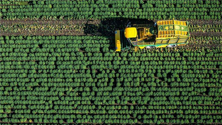 Gute Prognose für Grünkohlernte in Niedersachsen Die ersten Landwirte in Niedersachsen haben mit der Grünkohlernte begonnen.