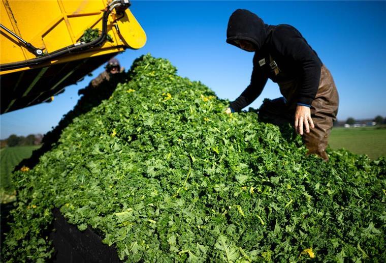 „Kohl ahoi! Die Grünkohl-Ernte rollt an und die Kohltour-Saison ist eröffnet!“ Die ersten Landwirte in Niedersachsen haben mit der Grünkohlernte begonnen.