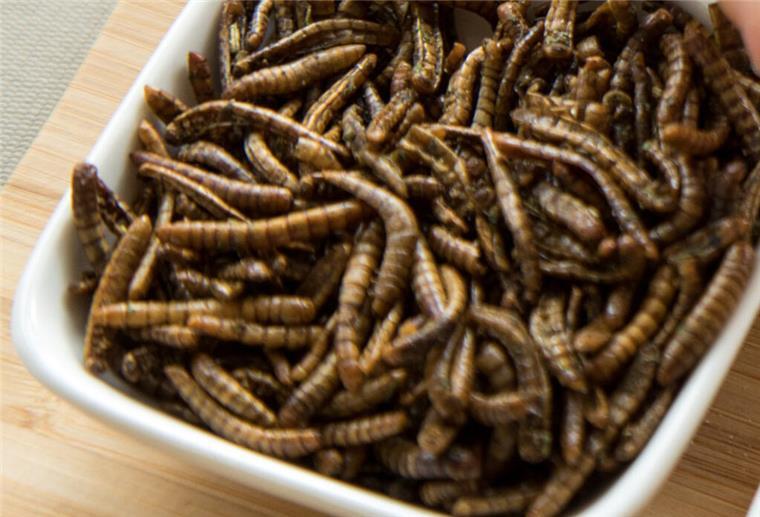 In diesen Lebensmitteln können jetzt Mehlwürmer stecken - Und so erkennt ihr es Eine Schale mit Mehlwürmern steht auf einem Tisch. Jetzt kann Mehlwurm-Pulver in Nahrungsmitteln verwendet werden.