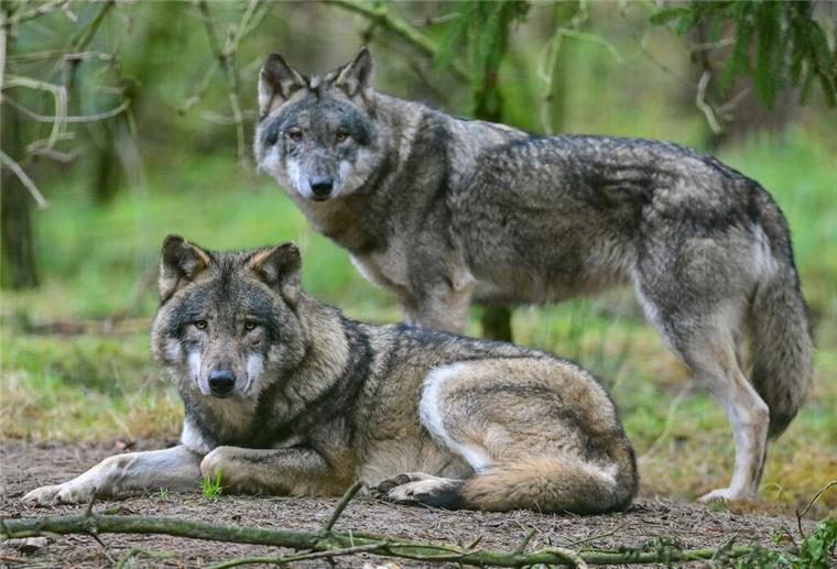 Leichtere Abschüsse: EU stößt neue Regeln für den Wolf an ARCHIV - 18.12.2021, Brandenburg, Groß Schönebeck: Zwei Wölfe sind in einem Gehege in einem Wildpark zu sehen. (zu dpa: «Revier für Wolfspaar im Hainich jetzt amtlich») Foto: Patrick Pleul/dpa +++ dpa-Bildfunk +++