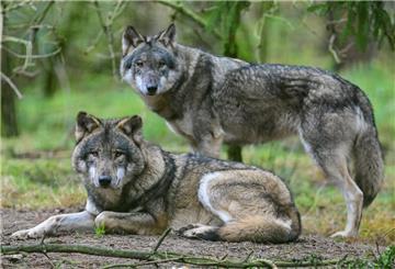 ARCHIV - 18.12.2021, Brandenburg, Groß Schönebeck: Zwei Wölfe sind in einem Gehege in einem Wildpark zu sehen. (zu dpa: «Revier für Wolfspaar im Hainich jetzt amtlich») Foto: Patrick Pleul/dpa +++ dpa-Bildfunk +++