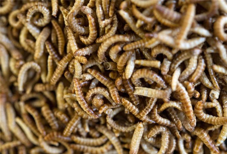 Nische oder Trend? So kommen Insekten in Lebensmitteln bei Deutschen an Getrocknete Larven eines Getreideschimmelkäfers (Alphitobius diaperinus), auch Buffalowurm genannt, liegen auf einem Tisch.