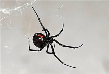 Schwarze Witwe