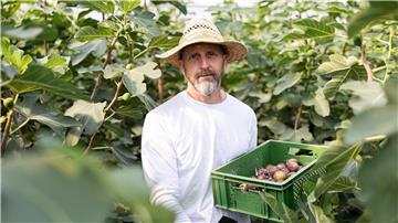Die Feigen müssen in der Erntezeit täglich mit der Hand gepflückt werden. 