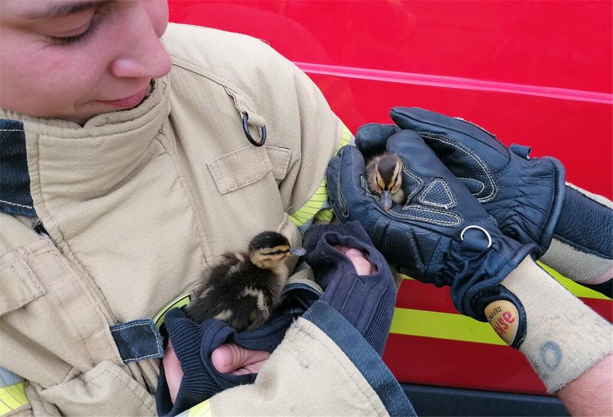 Die Feuerwehr Bremerhaven rettet eine Entenfamilie. Ist es die Entenfamilie, die im Hotel einchecken wollte?