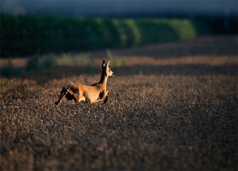Ein Reh springt bei Sonnenaufgang durch ein Feld