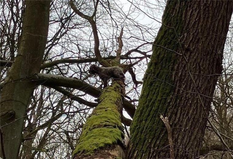 Erstarrt vor Angst! Kleiner Hund sitzt in acht Metern Höhe auf Baum fest Auf einem umgestürzten Baum sitzt ein Hund (oben,M) in acht Metern Höhe fest.