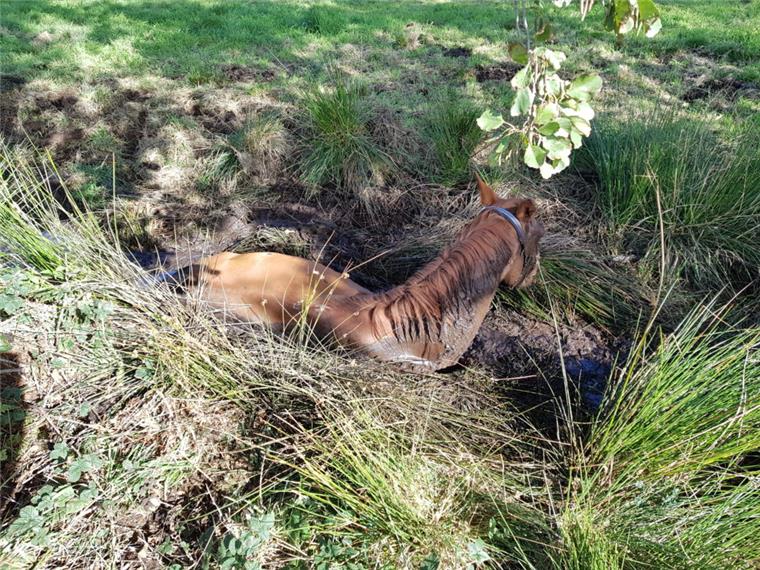 Feuerwehr rettet Pferd in Altenwalde aus einem Graben Die Feuerwehr in Cuxhaven hat ein Pferd aus einem Graben gerettet.
