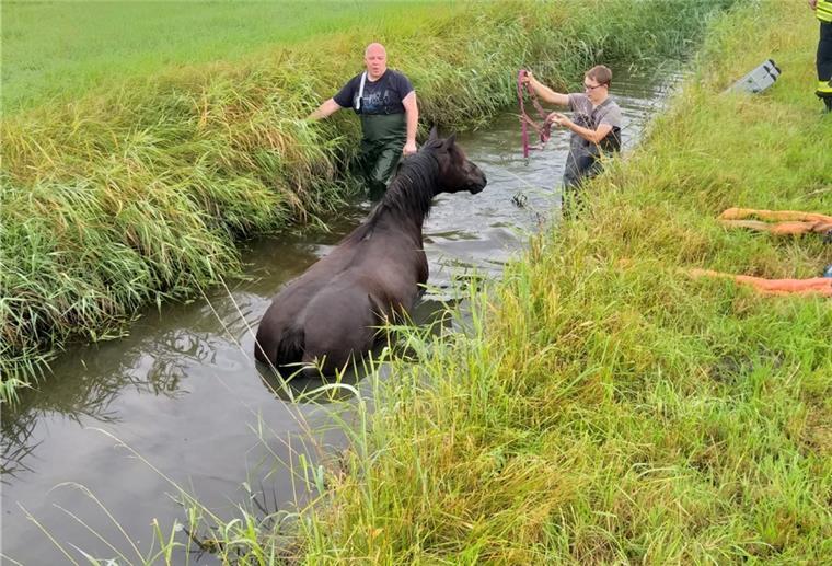 Stadland: Feuerwehr rettet Pferd und Kalb Die Feuerwehr Rodenkirchen konnte dieses Pferd aus dem Graben retten.