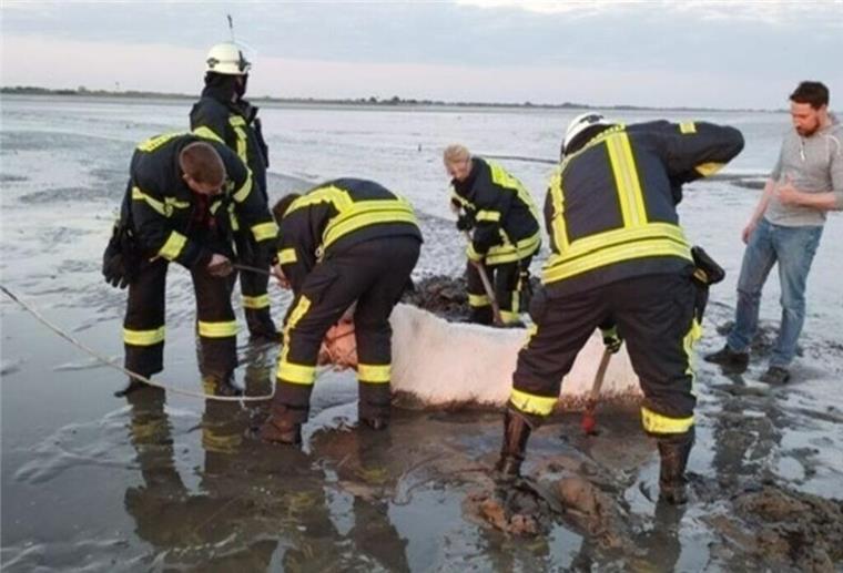 Rettung abgebrochen: Rinder laufen bei Ebbe in die Elbe Die Feuerwehr versucht, eines der Rinder aus dem Schlick in der Elbe in Freiburg im Kreis Stade zu befreien.