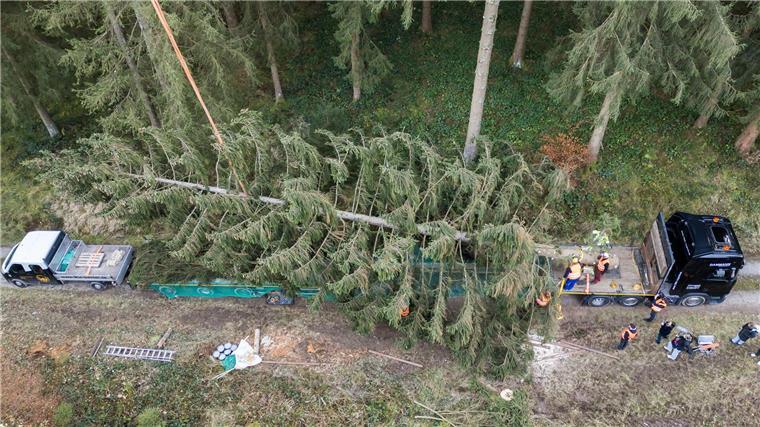 Weihnachtsbaum für den Reichstag im Harz gefällt Die Fichte soll über Nacht nach Berlin transportiert werden.