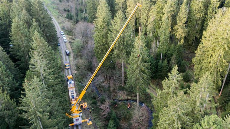 Weihnachtsbaum für den Reichstag im Harz gefällt Die Fichte wird am Reichstag 26 Meter messen.