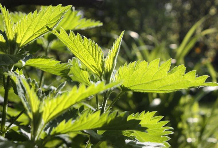 Pflanzengift in Tee: Dringender Rückruf - Gesundheitsschäden drohen Brennnesseln im Sonnenlicht.