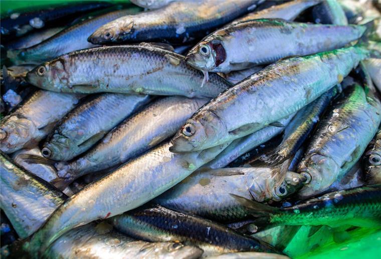 Die Fischbestände in Nord- und Ostsee gehen zurück.