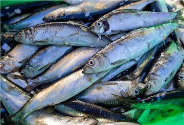 Die Fischbestände in Nord- und Ostsee gehen zurück.