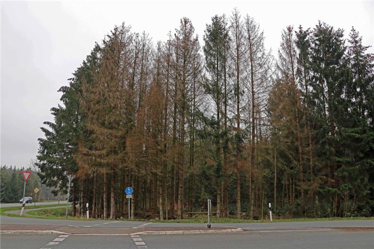 Borkenkäfer macht sich in den Wäldern von Zeven breit Die Förster der Niedersächsischen Landesforsten blicken mit Sorge auf viele Fichtenbestände wie hier an der Landesstraße von Zeven nach Tarmstedt, die stark geschwächt in den Frühling gehen und rufen alle Waldbesitzer auf, jetzt Maßnahmen gegen den Borkenkäfer einzuleiten.