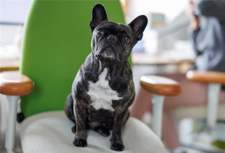 Das ist die Top 10 der beliebtesten Hunderassen in Deutschland Die Französische Bulldogge ist auf Platz 2.