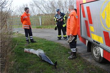 Die Freiwillige Feuerwehr hat den Kadaver bergen können.