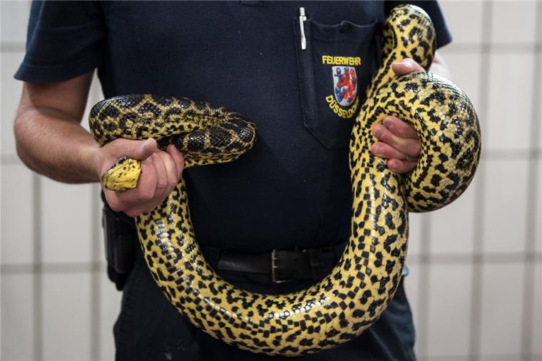 Anakonda verbreitet Schrecken - Reptilien-Experte greift ein Die gelbe Anakonda wurde in einem See bei Düsseldorf gefangen.