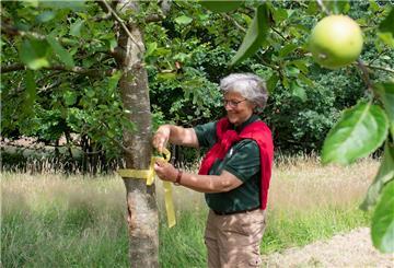 Die gelbe Schleife ist das Erkennungszeichen dafür, dass von diesem Baum ohne Rücksprache kostenlos Obst für den eigenen Bedarf gepflückt werden darf.