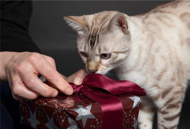 Pfoten weg vom bunten Teller: Tiergerechte Leckerlis schenken Die geliebten Vierbeiner merken, dass etwas in der Luft liegt - Tierbesitzer können auch ihnen zu Weihnachten eine Freude machen. Doch die Überraschung sollte tiergerecht sein.